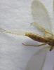 216907 – Photo : Oedipoda – France (02)
